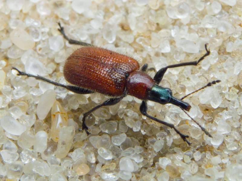 Lasiorhynchites (Stenorhynchites) coeruleocephalus (Shaller, 1783)
